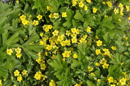 Waldsteinia Waldsteinia