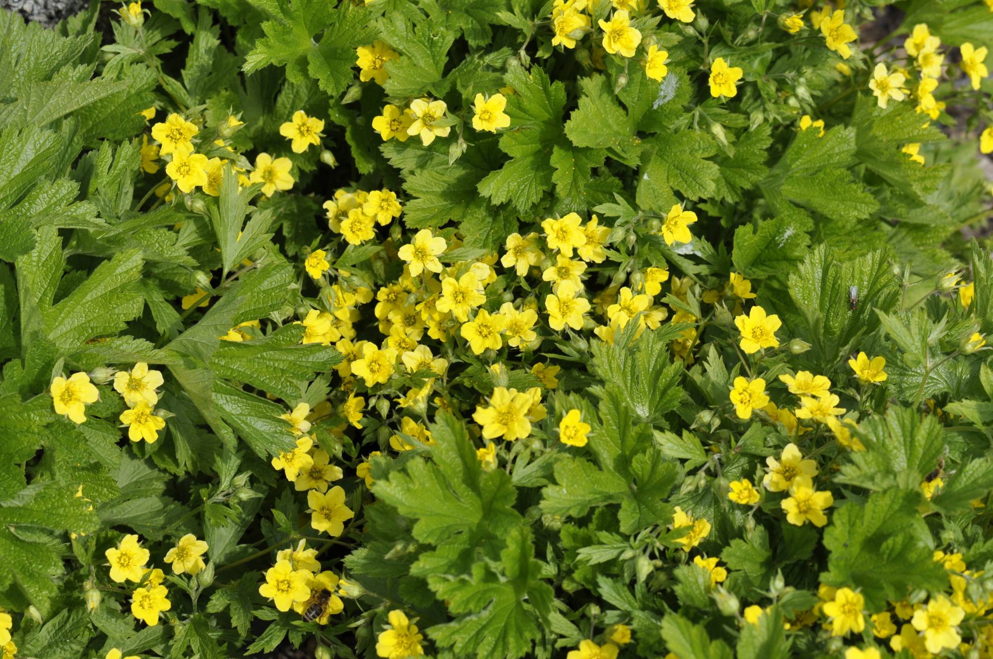 Waldsteinia Waldsteinia