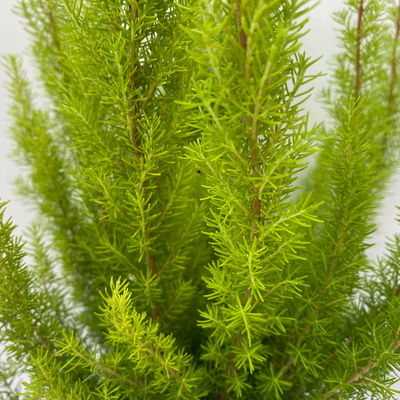 Baumheide, gelblaubig, Topf-Ø 11cm, 6 Pflanzen Baumheide, gelblaubig, Topf-Ø 11cm, 6 Pflanzen