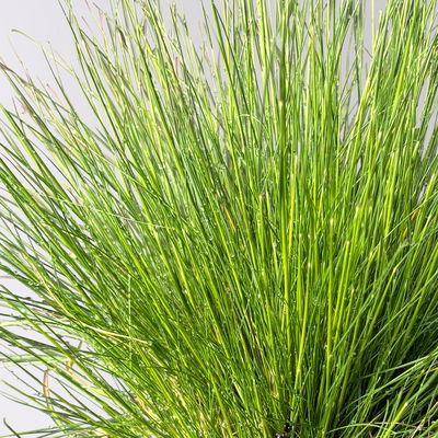 Bio Schaf-Schwingel 'Bernie Green', Topf-Ø 12 cm, 3 Pflanzen Bio Schaf-Schwingel 'Bernie Green', Topf-Ø 12 cm, 3 Pflanzen