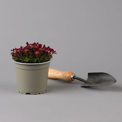 Moossteinbrech, rot, rosa & weiß, Topf-Ø 13 cm, 6 Pflanzen