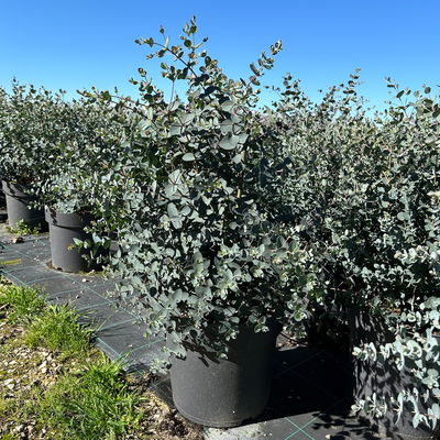 Eukalyptus, Topf-Ø 27 cm