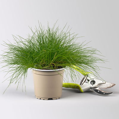 Grabbepflanzung Frühling rosa-weiß, 12 Pflanzen Grabbepflanzung Frühling rosa-weiß, 12 Pflanzen