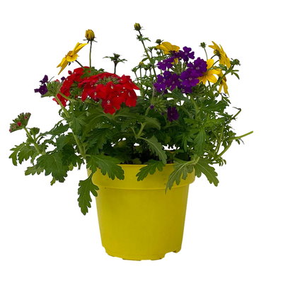 Sommerblumen Mix TrioMio™ bunt, Mix zufällig, Topf-Ø 12 cm, 6er-Set