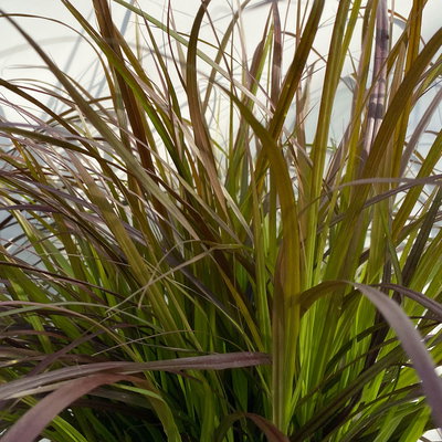Lampenputzergras 'Rubrum', rot, einjährig, Topf-Ø 23 cm