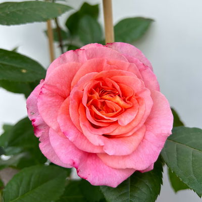 Duftende Edelrose 'Augusta Luise®', rose-aprikot, Doppelbogen, Topf 10 Liter Duftende Edelrose 'Augusta Luise®', rose-aprikot, Doppelbogen, Topf 10 Liter