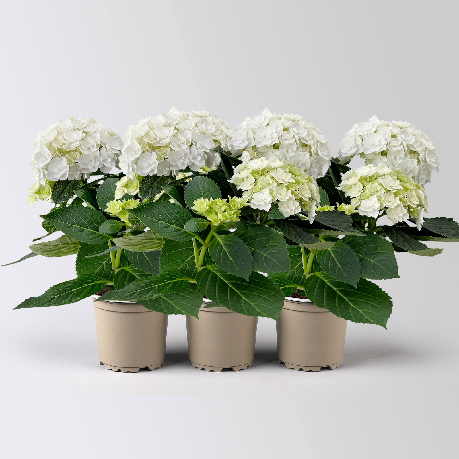 Hortensie 'Florencia', weiß, 3+Dolden, Topf-Ø 10 cm, 3 Pflanzen Hortensie 'Florencia', weiß, 3+Dolden, Topf-Ø 10 cm, 3 Pflanzen
