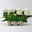 Hortensie 'Florencia', weiß, 3+Dolden, Topf-Ø 10 cm, 3 Pflanzen