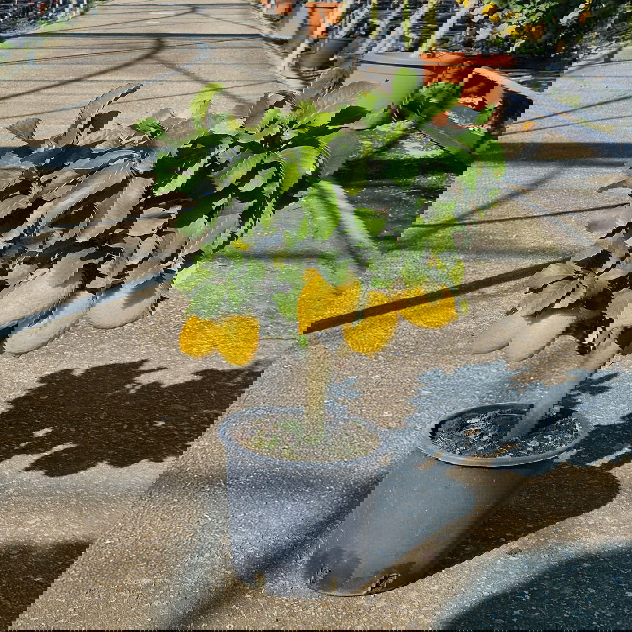 Zitronenbaum, kurzer Stamm, Topf-Ø 20 cm, 1 Pflanze Zitronenbaum, kurzer Stamm, Topf-Ø 20 cm, 1 Pflanze