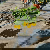 Zitronenbaum, kurzer Stamm, Topf-Ø 20 cm, 1 Pflanze Zitronenbaum, kurzer Stamm, Topf-Ø 20 cm, 1 Pflanze