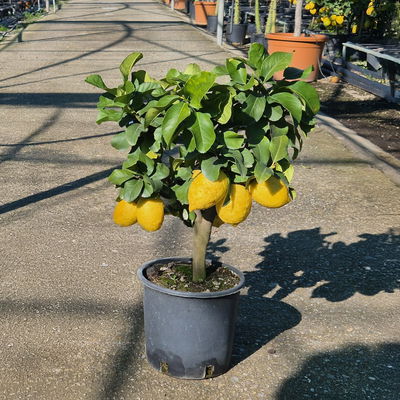Zitronenbaum, kurzer Stamm, Topf-Ø 20 cm, 1 Pflanze Zitronenbaum, kurzer Stamm, Topf-Ø 20 cm, 1 Pflanze