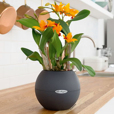 Lechuza 'Puro Color 20', schiefergrau, ca. Ø 20 x H 16 cm