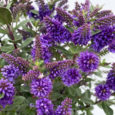 Hebe 'All Blooms®', Farbe zufällig, Topf-Ø 17 cm Hebe 'All Blooms®', Farbe zufällig, Topf-Ø 17 cm