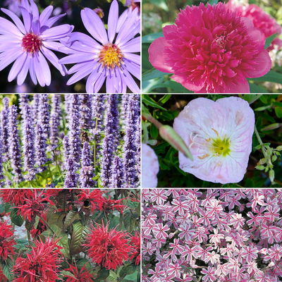 Duftstauden Set, 16 Pflanzen für 3 m², bunt Duftstauden Set, 16 Pflanzen für 3 m², bunt