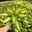 Bio Funkien 'Touch of Class®' hellviolett, Topf 11x11 cm, 3 Pflanzen