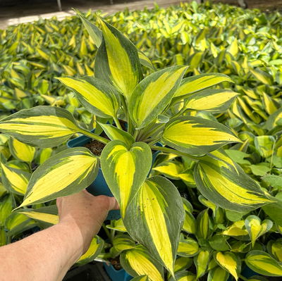 Bio Funkien 'Touch of Class®' hellviolett, Topf 11x11 cm, 3 Pflanzen