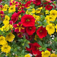 Zauberglöckchen 'Cali-Ton-009', gelb-rot, Topf-Ø 13 cm, 6 Pflanzen Zauberglöckchen 'Cali-Ton-009', gelb-rot, Topf-Ø 13 cm, 6 Pflanzen