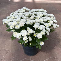 Chrysanthemen weiß, Busch, Topf-Ø 14 cm, 4er-Set