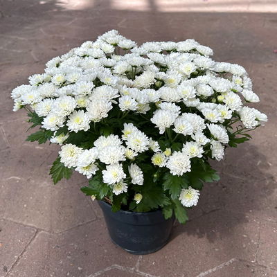 Chrysanthemen, weiß, Topf-Ø 14 cm, 4 Pflanzen Chrysanthemen, weiß, Topf-Ø 14 cm, 4 Pflanzen