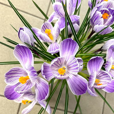 Krokus, blau-weiß gestreift, vorgetrieben, Topf-Ø 10,5 cm, 6 Pflanzen