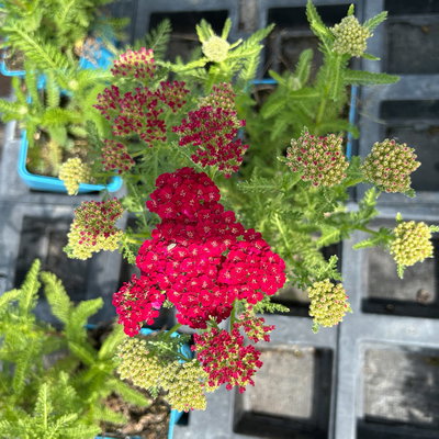 Bio Schafgarbe 'Tutti Frutti Pomegranate', rot , Topf 11x11 cm, 3 Pflanzen Bio Schafgarbe 'Tutti Frutti Pomegranate', rot , Topf 11x11 cm, 3 Pflanzen