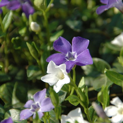 Vinca minor Bavaria® (Immergrün-Duo blau/weiß), 6er-Set, Topf 13 cm Ø