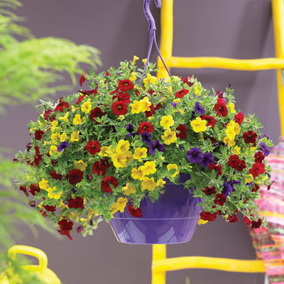 Zauberglöckchen 'Tropicana', blau-rot-gelb, Ampeltopf-Ø 27 cm