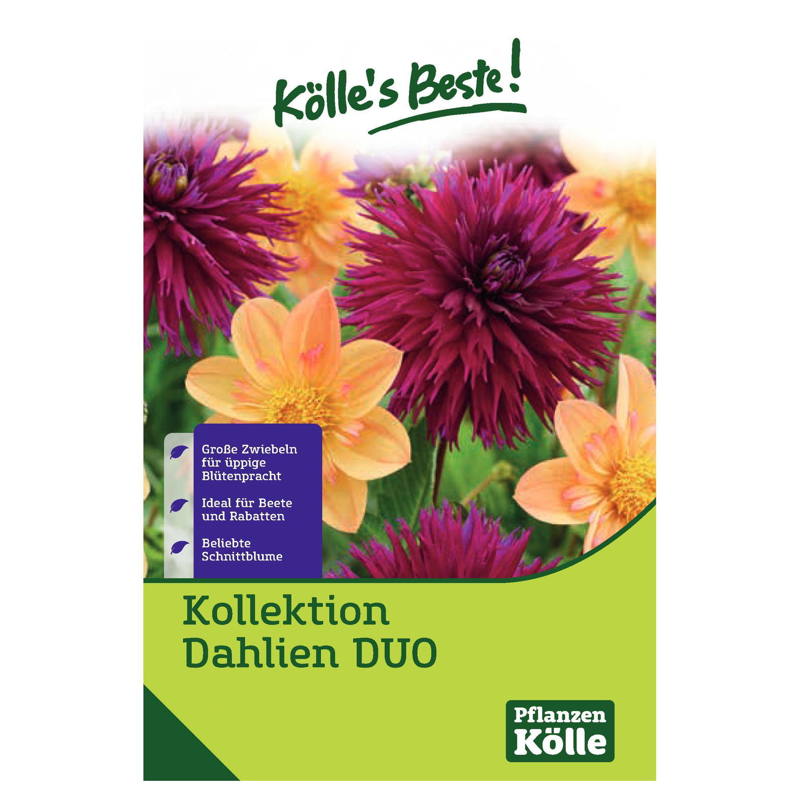 Kölle's Beste Blumenknollenmischung Dahlie 'Ambition' & 'Kelsey Annie Joy'