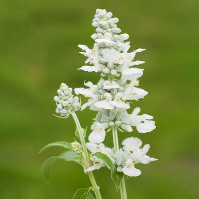 Mehliger Salbei, weiß, Topf-Ø ca. 12/13 cm, 6 Pflanzen