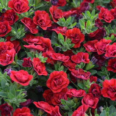 gemischte Sommerblumen-Ampel, rot, Ampeltopf-Ø 27 cm