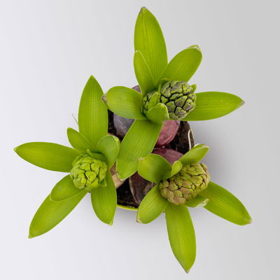 Hyazinthe 'Trio', lila, rosa & blau, vorgetrieben, Topf-Ø 12 cm, 6 Pflanzen Hyazinthe 'Trio', lila, rosa & blau, vorgetrieben, Topf-Ø 12 cm, 6 Pflanzen