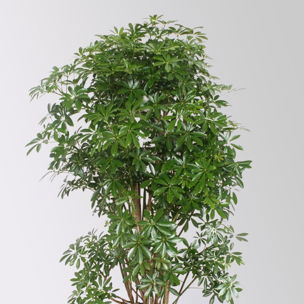 Schefflera 'Luseana', Topf-Ø 34 cm, Höhe ca. 150 cm
