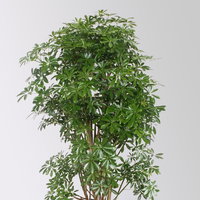 Schefflera 'Luseana', Topf-Ø 34 cm, Höhe ca. 150 cm