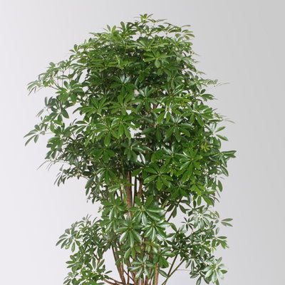 Schefflera 'Luseana', Topf-Ø 34 cm, Höhe ca. 150 cm