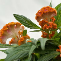 Celosia 'Tasty Twist Mix', Farben zufällig, Topf-Ø 12 cm, 6 Pflanzen Celosia 'Tasty Twist Mix', Farben zufällig, Topf-Ø 12 cm, 6 Pflanzen