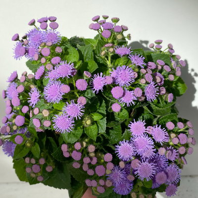 Pflanzenkreation 'No Mosquito', 12 Pflanzen inkl. Erde und Dünger