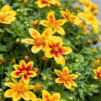 gemischte Sommerblumen-Ampel, gelb, Ampeltopf 25/27 cm Ø