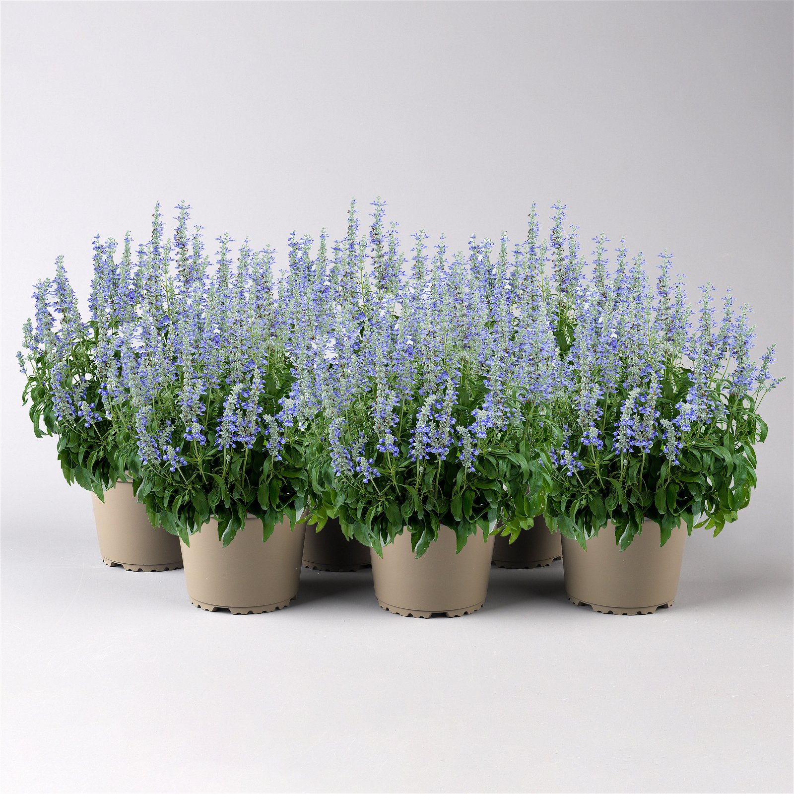 Salvia 'Arctic Blue' blau-weiß, Topf-Ø 13 cm, 6er-Set