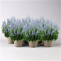 Salvia 'Arctic Blue' blau-weiß, Topf-Ø 13 cm, 6er-Set