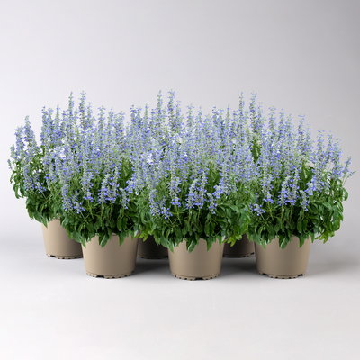 Salvia 'Sallyfun Blue Ice' blau-weiß, Topf-Ø 12 cm, 6 Pflanzen