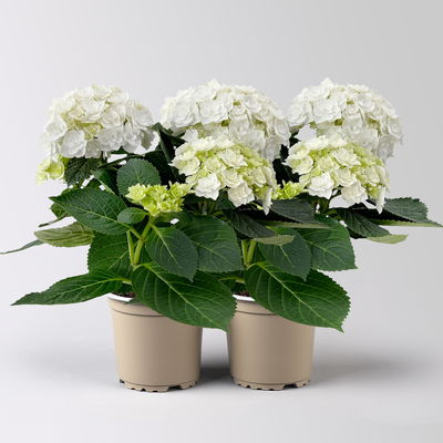 Hortensie 'Florencia' weiß, 3+Dolden, Topf-Ø 10 cm, 2er-Set Hortensie 'Florencia' weiß, 3+Dolden, Topf-Ø 10 cm, 2er-Set