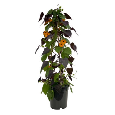 Thunbergia-Zier-Süßkartoffel Pyramide, orange, Topf-Ø 19 cm, Höhe ca. 90 cm
