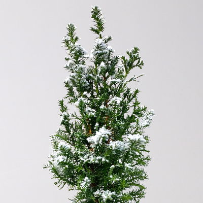 Kegelzypresse 'Top Point', weiß beschneit, Topf-Ø 9 cm, 6 Pflanzen