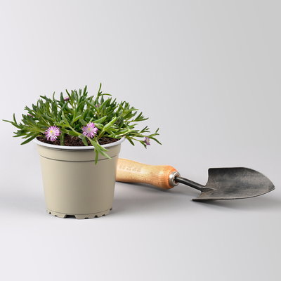 Mittagsblume, Farben zufällig, Topf-Ø 12 cm, 6er-Set
