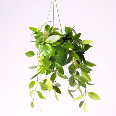 Hoya memoria, in Blumenampel, Topf-Ø 14 cm