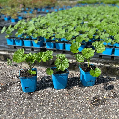 Malve 'Primley Blue' blauviolett, Topf 11x11 cm, 3 Pflanzen Malve 'Primley Blue' blauviolett, Topf 11x11 cm, 3 Pflanzen