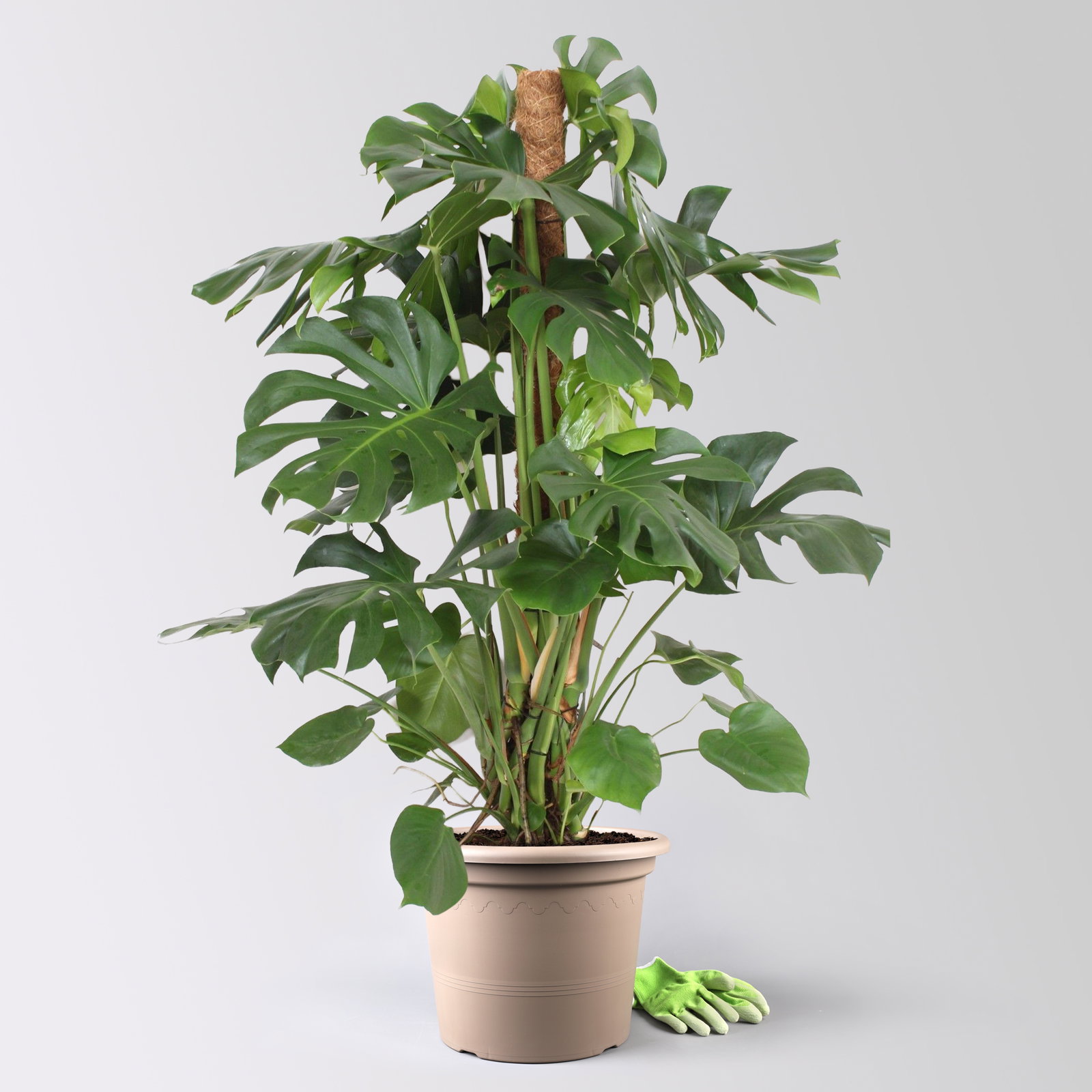 Monstera, am Moosstab, Topf-Ø 34 cm, Höhe ca. 160 cm