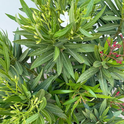 Oleander 'Trio', bunt, Topf-Ø 33 cm, Höhe ca. 100cm