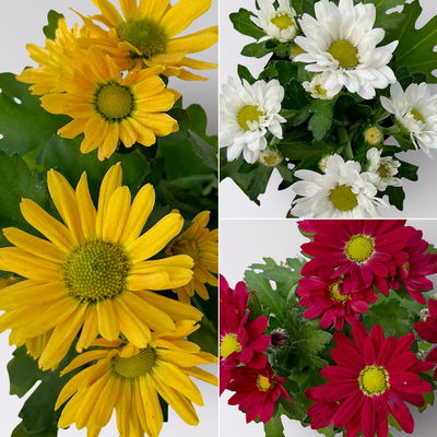 Chrysantheme Mini 'Swifty', Mix zufällig, Topf-Ø 6 cm, 12 Pflanzen