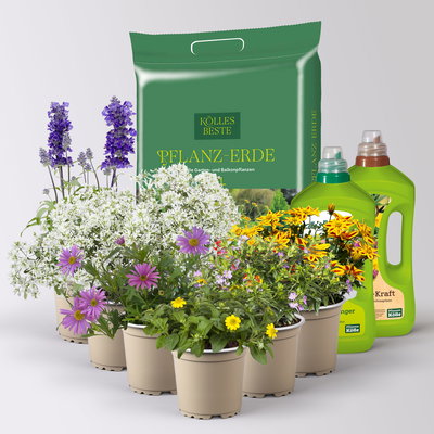 Pflanzenkreation 'Insektenbuffet', lila-gelb-weiß, 6 Pflanzen + Erde + Dünger